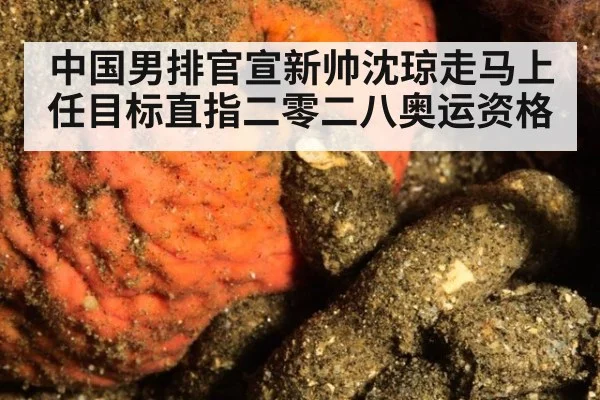 中国男排官宣新帅沈琼走马上任目标直指二零二八奥运资格